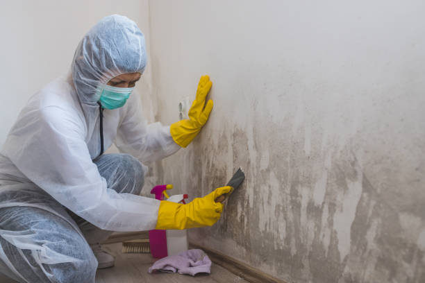 Best Mold Damage Repair  in Christmas, FL